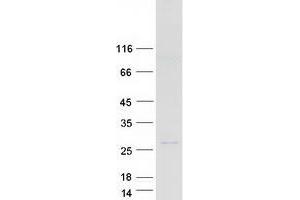 DEFB125 Protein (Myc-DYKDDDDK Tag)