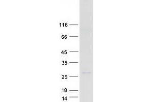 Validation with Western Blot (DEFB125 Protein (Myc-DYKDDDDK Tag))