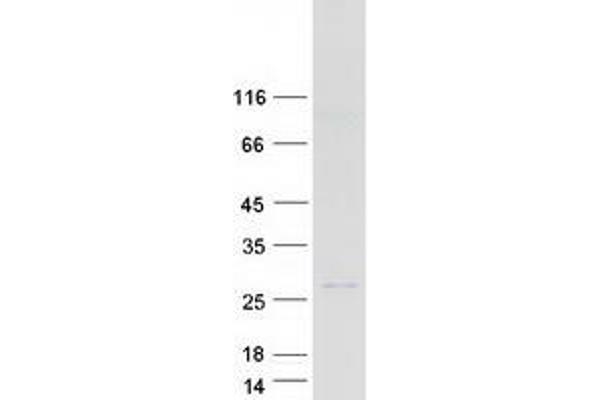 DEFB125 Protein (Myc-DYKDDDDK Tag)