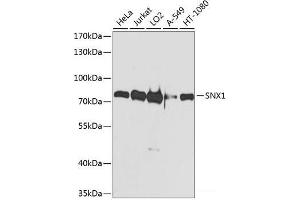 Western blot analysis of extracts of various cell lines using SNX1 Polyclonal Antibody at dilution of 1:1000. (Sorting Nexin 1 antibody)