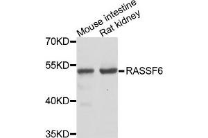 Western blot analysis of extracts of various cells, using RASSF6 antibody. (RASSF6 antibody)