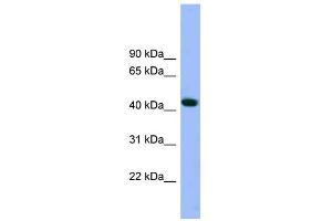 WB Suggested Anti-ACTR3 Antibody Titration: 0. (ACTR3 antibody  (N-Term))