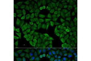 Immunofluorescence analysis of HeLa cells using CHRNA1 Polyclonal Antibody (CHRNA1 antibody)