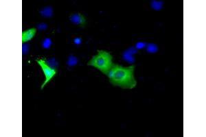 Anti-BTK mouse monoclonal antibody (ABIN2452836) immunofluorescent staining of COS7 cells transiently transfected by pCMV6-ENTRY BTK (RC211582). (BTK antibody)