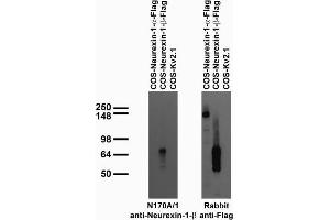 Transfected cell immunoblot: extracts of COS cells transiently transfected with Flag-tagged Neurexin-1-Alpha, Neurexin-1- Beta or untagged Kv2.