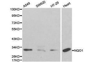 Western Blotting (WB) image for anti-NAD(P)H Dehydrogenase, Quinone 1 (NQO1) antibody (ABIN1873943) (NQO1 antibody)
