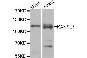 Western blot analysis of extracts of U251 and Jurkat cell lines, using KANSL3 antibody.