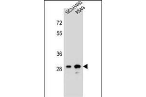 DHRS4L1 Antibody (C-term) (ABIN656463 and ABIN2845747) western blot analysis in NCI-,A549 cell line lysates (35 μg/lane). (DHRS4L1 antibody  (C-Term))