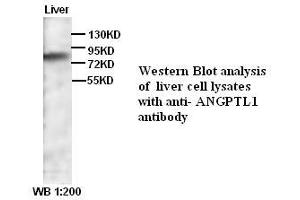 Image no. 1 for anti-Angiopoietin-Like 1 (ANGPTL1) (C-Term) antibody (ABIN790932) (ANGPTL1 antibody  (C-Term))