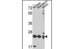 Western blot analysis of PRDX3 Antibody (N-term) (ABIN389470 and ABIN2839534) in NCI-,MDA-M,HepG2 cell line lysates (35 μg/lane).