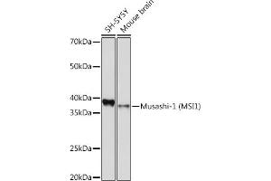 Western blot analysis of extracts of various cell lines, using Musashi-1 (MSI1) Rabbit mAb (ABIN7268700) at 1:1000 dilution. (MSI1 antibody)