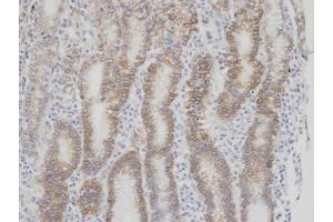 IHC-P Image Immunohistochemical analysis of paraffin-embedded human normal gastric epithelium (gland) , using F7, antibody at 1:100 dilution. (Factor VII antibody)
