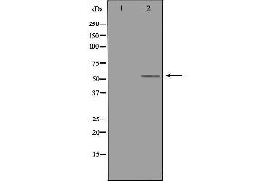 Western blot analysis of extracts from 3T3 cells, using TRAF4 antibody. (TRAF4 antibody  (Internal Region))