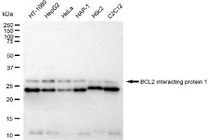 anti-BCL2/adenovirus E1B 19kDa Interacting Protein 1 (BNIP1) antibody