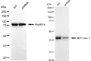 anti-MHC, Class I antibody