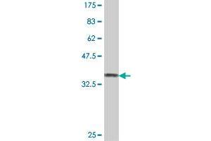 Western Blot detection against Immunogen (37. (C1orf57 antibody  (AA 91-190))