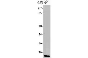 Western Blot analysis of 293 cells using Phospho-Histone H2A. (H2AFX antibody  (pSer139))