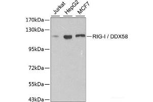 Western blot analysis of extracts of various cell lines using RIG-I / DDX58 Polyclonal Antibody at dilution of 1:500. (DDX58 antibody)