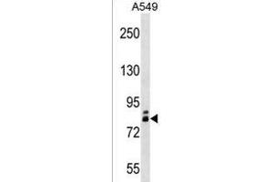 ZN Antibody (N-term) (ABIN1538894 and ABIN2843343) western blot analysis in A549 cell line lysates (35 μg/lane). (ZNF252 antibody  (N-Term))