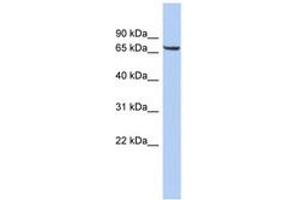 LRRTM4 antibody  (AA 323-372)