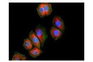 Immunofluorescence (IF) image for anti-DEAD (Asp-Glu-Ala-Asp) Box Polypeptide 3, X-Linked (DDX3X) antibody (ABIN2664926) (DDX3X antibody)