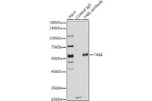 Immunoprecipitation analysis of 200 μg extracts of HeLa cells using 3 μg T antibody (ABIN6131955, ABIN6148795, ABIN6148796 and ABIN6221421). (TAB1 antibody  (AA 205-504))