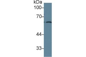 Western Blot; Sample: Human PC3 cell lysate; Primary Ab: 1µg/ml Rabbit Anti-Rat FRS2 Antibody Second Ab: 0. (FRS2 antibody  (AA 268-453))