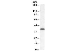 Western blot testing of human cerebellum lysate with PPP2CA/B antibody at 0. (PPP2CA/B antibody)