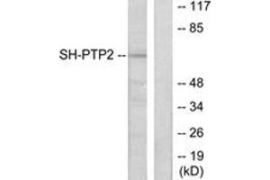 Western blot analysis of extracts from COS7 cells, using SH-PTP2 Antibody. (PTPN11 antibody  (AA 321-370))