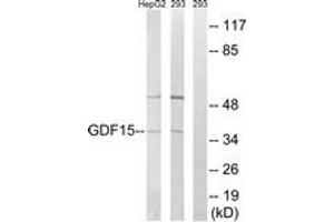 Western blot analysis of extracts from 293/HepG2 cells, using GDF15 Antibody. (GDF15 antibody  (AA 31-80))