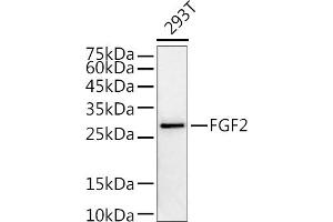 Western blot analysis of extracts of 293T cells, using FGF2 antibody (ABIN3020744, ABIN3020745, ABIN3020746 and ABIN6213702) at 1:1000 dilution. (FGF2 antibody  (AA 143-288))