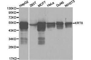 Western Blotting (WB) image for anti-Keratin 8 (KRT8) antibody (ABIN1873498) (KRT8 antibody)