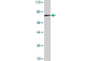 Western Blot detection against Immunogen (77. (CBLC antibody  (AA 1-474))