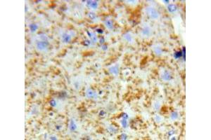 IHC-P analysis of Brain tissue, with DAB staining. (SIRT2 antibody  (AA 65-340))