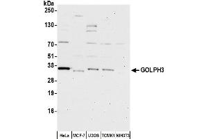 Western Blotting (WB) image for anti-Golgi phosphoprotein 3 (Coat-Protein) (GOLPH3) (AA 1-50) antibody (ABIN7452820)
