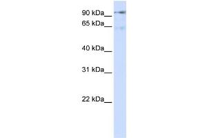 WB Suggested Anti-DLG7 Antibody Titration:  0. (DLGAP5 antibody  (N-Term))