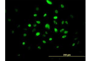Immunofluorescence of purified MaxPab antibody to SMNDC1 on HeLa cell. (SMNDC1 antibody  (AA 1-238))