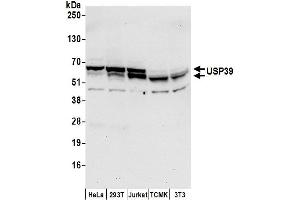 Western Blotting (WB) image for anti-Ubiquitin Specific Peptidase 39 (USP39) (AA 515-565) antibody (ABIN7452990)
