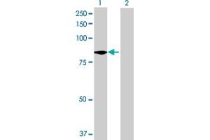 Western Blot analysis of C9orf52 expression in transfected 293T cell line by C9orf52 MaxPab polyclonal antibody. (TTC39B antibody  (AA 1-616))