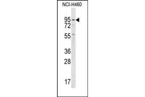 Image no. 1 for anti-Guanylate Cyclase 1, Soluble, alpha 2 (GUCY1A2) (C-Term) antibody (ABIN360707) (GUCY1A2 antibody  (C-Term))