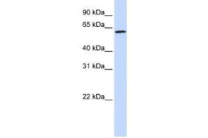 Western Blotting (WB) image for anti-Ecto-NOX Disulfide-Thiol Exchanger 1 (ENOX1) antibody (ABIN2458536) (ENOX1 antibody)