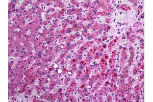 Anti-APOC3 / Apolipoprotein CIII antibody IHC of human liver.