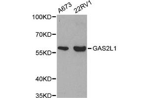 Western blot analysis of extracts of various cell lines, using GAS2L1 antibody (ABIN5971170) at 1/500 dilution. (GAS2L1 antibody)