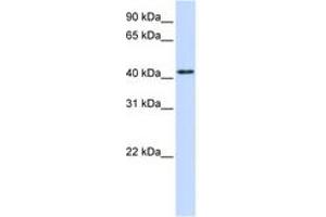 Image no. 1 for anti-Protein tyrosine Phosphatase, Receptor Type, R (PTPRR) (AA 72-121) antibody (ABIN6743363) (PTPRR antibody  (AA 72-121))