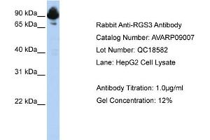 Western Blotting (WB) image for anti-Regulator of G-Protein Signaling 3 (RGS3) (C-Term) antibody (ABIN2792209) (RGS3 antibody  (C-Term))