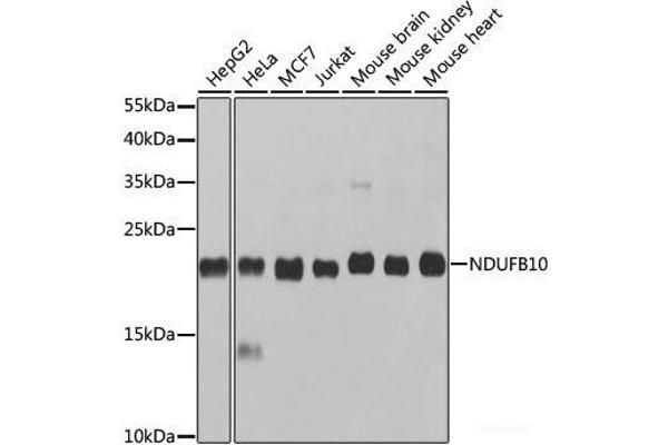 NDUFB10 antibody