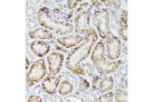 Immunohistochemistry of paraffin-embedded mouse kidney using PGC1α Rabbit pAb  at dilution of 1:50 (40x lens). (PPARGC1A antibody  (C-Term))