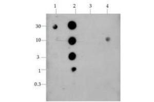 Dot Blot of Rabbit Histone H4 [Dimethyl Lys20] Antibody. (Histone H4 antibody  (2meLys20))