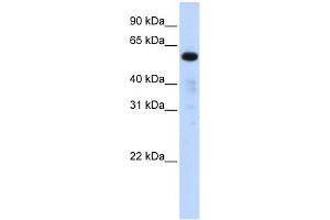 FAM98A antibody used at 1 ug/ml to detect target protein. (FAM98A antibody  (Middle Region))