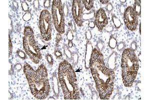 Claudin 8 antibody was used for immunohistochemistry at a concentration of 4-8 ug/ml to stain Epithelial cells of renal tubule (arrows) in Human Kidney. (CLDN8 antibody  (C-Term))
